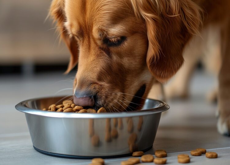 Τα πιο συχνά λάθη που κάνουμε με το φαγητό των σκύλων