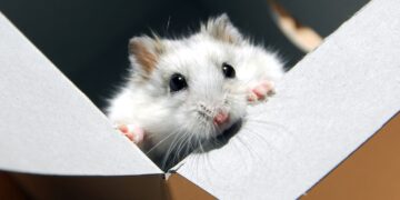 10 πράγματα που δεν γνωρίζατε για τα ποντίκια