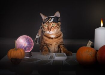 Μπορεί μία γάτα να προβλέψει το μέλλον;