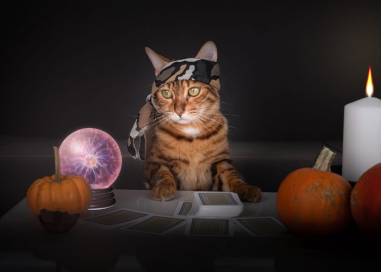 Μπορεί μία γάτα να προβλέψει το μέλλον;