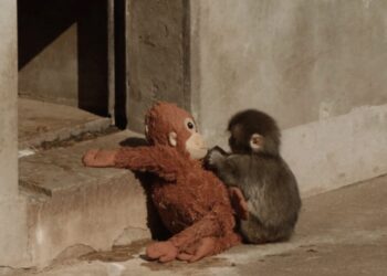 Γιατί οι μαμάδες του ζωικού βασιλείου εγκαταλείπουν τα μικρά τους;