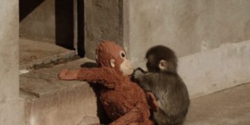 Γιατί οι μαμάδες του ζωικού βασιλείου εγκαταλείπουν τα μικρά τους;