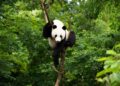 Μήπως τα panda είναι πιο δραστήρια από όσο πιστεύαμε;