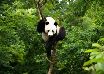 Μήπως τα panda είναι πιο δραστήρια από όσο πιστεύαμε;