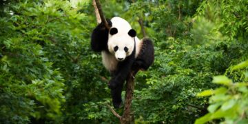 Μήπως τα panda είναι πιο δραστήρια από όσο πιστεύαμε;