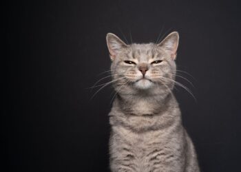 Πώς δείχνει μία γάτα ότι είναι εκνευρισμένη;