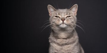 Πώς δείχνει μία γάτα ότι είναι εκνευρισμένη;