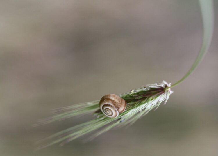 Πράγματα που δεν γνωρίζατε για τα σαλιγκάρια