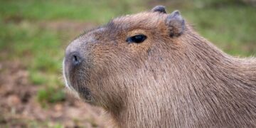 Τα πιο παράξενα κατοικίδια που υπάρχουν στον κόσμο