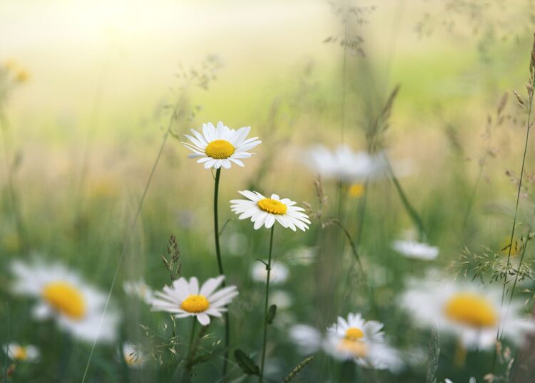 Τι συμβολίζει κάθε λουλούδι;