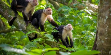 5 παράξενα facts για τη ζούγκλα