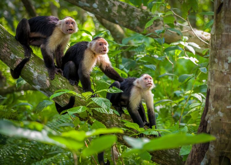 5 παράξενα facts για τη ζούγκλα