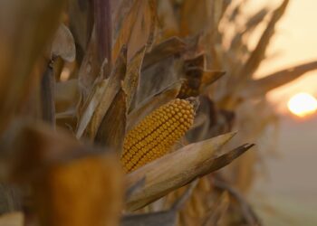 Διατροφικά facts που δεν γνωρίζατε για το καλαμπόκι