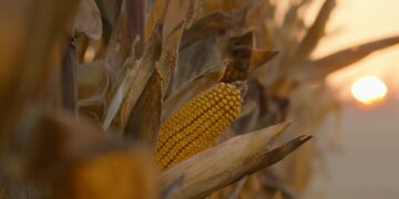 Διατροφικά facts που δεν γνωρίζατε για το καλαμπόκι