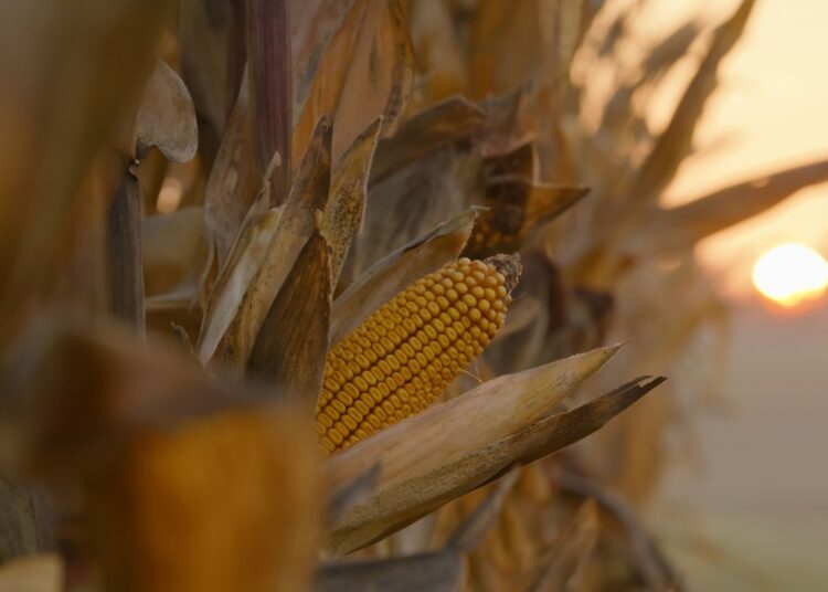 Διατροφικά facts που δεν γνωρίζατε για το καλαμπόκι