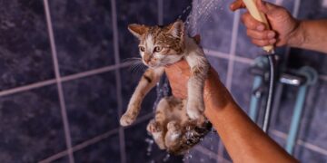 Γιατί μισούν οι γάτες το νερό;