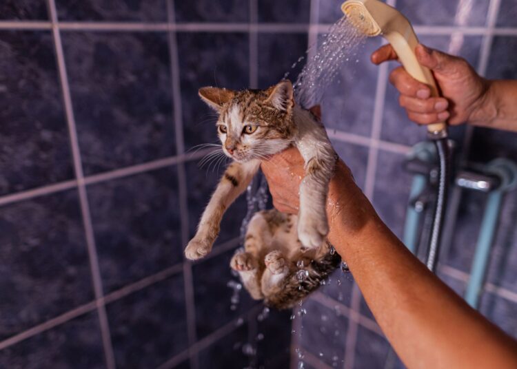 Γιατί μισούν οι γάτες το νερό;