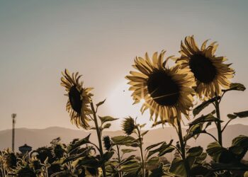Γιατί όλοι ανυπομονούν για το καλοκαίρι;