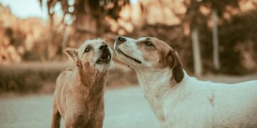 Οι πιο φιλικές ράτσες σκύλων