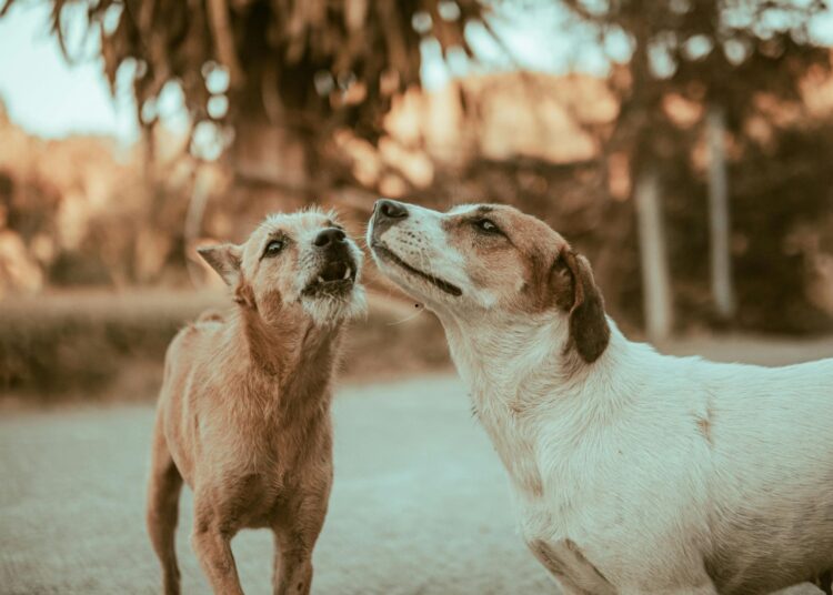 Οι πιο φιλικές ράτσες σκύλων