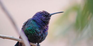 Παράξενα facts για τα πτηνά