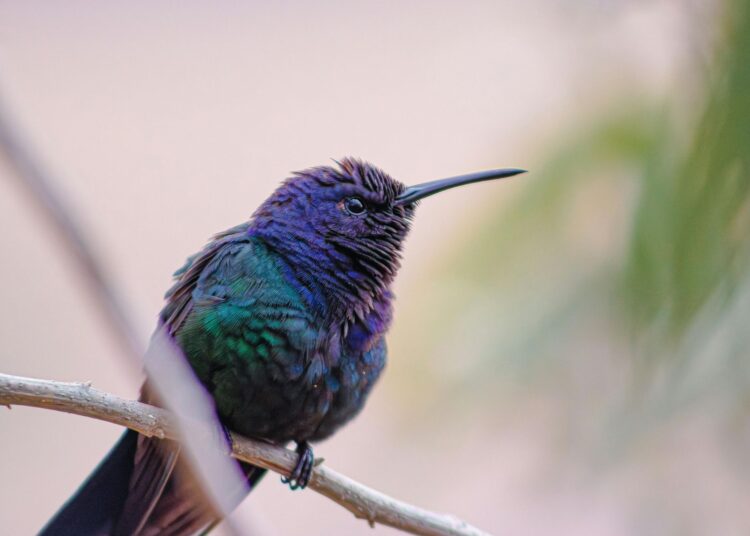 Παράξενα facts για τα πτηνά