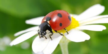 Πασχαλίτσα: Το έντομο της Πασχαλιάς