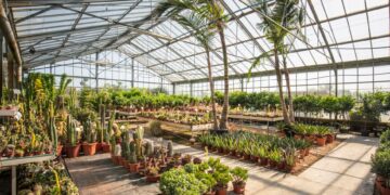 Ποια φυτά φέρνουν τύχη