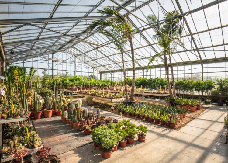 Ποια φυτά φέρνουν τύχη