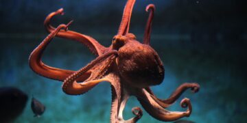 Πράγματα που δεν γνωρίζατε για το χταπόδι