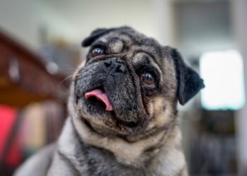 Τι σκέφτεται ο σκύλος μας όταν φεύγουμε από το σπίτι;