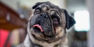 Τι σκέφτεται ο σκύλος μας όταν φεύγουμε από το σπίτι;