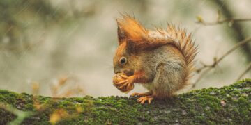 Βελανίδι: Το μικρό «θαύμα» της φύσης που γεννά ολόκληρα δάση