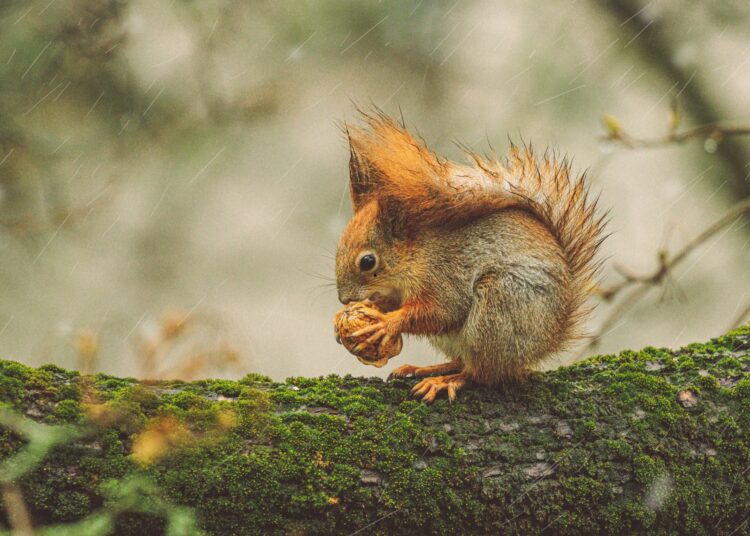 Βελανίδι: Το μικρό «θαύμα» της φύσης που γεννά ολόκληρα δάση