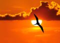 Πώς και γιατί μεταναστεύουν τα πουλιά;