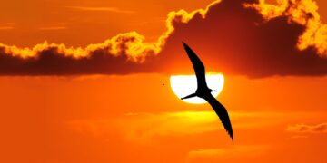 Πώς και γιατί μεταναστεύουν τα πουλιά;