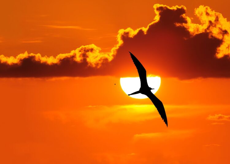 Πώς και γιατί μεταναστεύουν τα πουλιά;