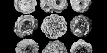 Φλωριογραφία στη Βικτωριανή εποχή: Όταν τα λουλούδια «μιλούσαν»