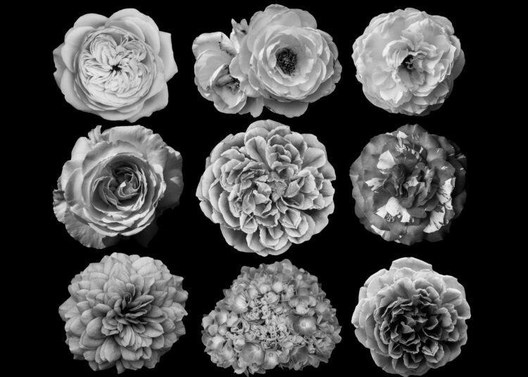 Φλωριογραφία στη Βικτωριανή εποχή: Όταν τα λουλούδια «μιλούσαν»