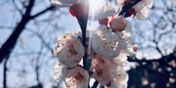 Γιατί μερικοί άνθρωποι αισθάνονται περισσότερη μελαγχολία την άνοιξη;