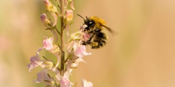 Οι μέλισσες αναγνωρίζουν ανθρώπινα πρόσωπα