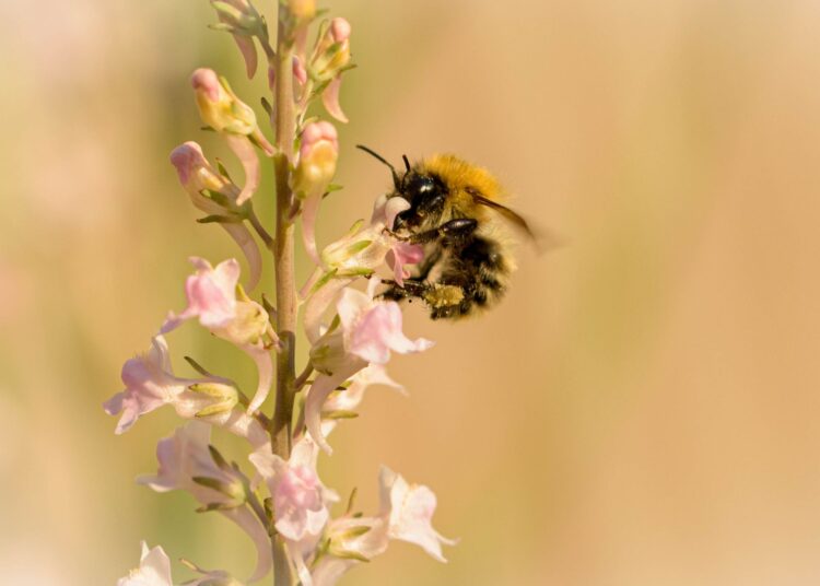 Οι μέλισσες αναγνωρίζουν ανθρώπινα πρόσωπα