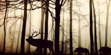 Παράξενοι τρόποι με τους οποίους αλλάζουν τα οικοσυστήματα