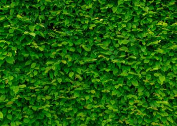 Πόσο σημαντικό είναι το πράσινο στις πόλεις;