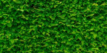 Πόσο σημαντικό είναι το πράσινο στις πόλεις;