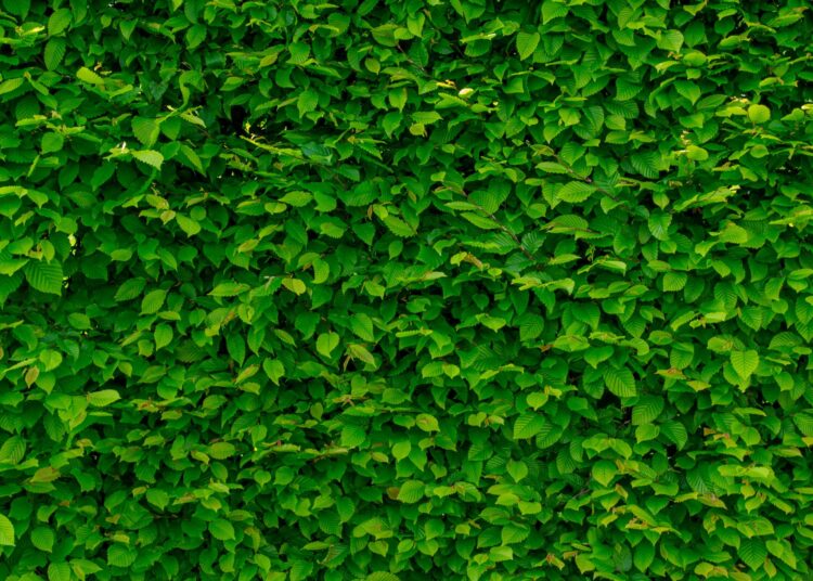 Πόσο σημαντικό είναι το πράσινο στις πόλεις;