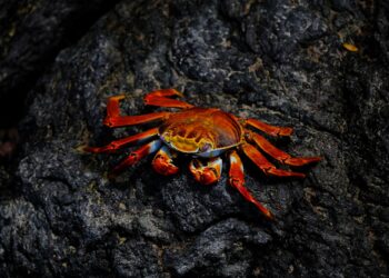 Πόσο καιρό ζουν τα πλάσματα της θάλασσας;