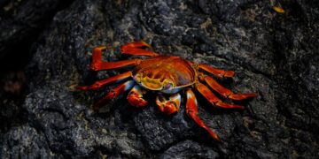 Πόσο καιρό ζουν τα πλάσματα της θάλασσας;