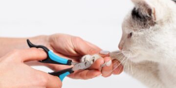 Πρέπει να κόβετε τα νύχια της γάτας σας;