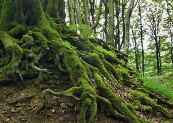 Το δέντρο που περπατάει